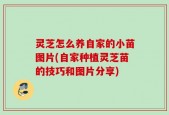 灵芝怎么养自家的小苗图片(自家种植灵芝苗的技巧和图片分享)