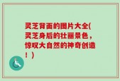 灵芝背面的图片大全(灵芝身后的壮丽景色，惊叹大自然的神奇创造！)