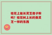桂花上能长灵芝孢子粉吗？桂花树上长的像灵芝一样的东西