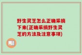 野生灵芝怎么正确采摘下来(正确采摘野生灵芝的方法及注意事项)