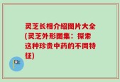 灵芝长相介绍图片大全(灵芝外形图集：探索这种珍贵中药的不同特征)