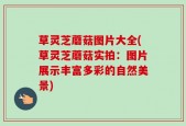 草灵芝蘑菇图片大全(草灵芝蘑菇实拍：图片展示丰富多彩的自然美景)