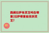 西藏拉萨有灵芝吗在哪里(拉萨哪里能找到灵芝？