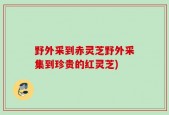 野外采到赤灵芝野外采集到珍贵的红灵芝)