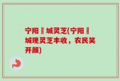 宁阳堽城灵芝(宁阳堽城现灵芝丰收，农民笑开颜)