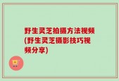 野生灵芝拍摄方法视频(野生灵芝摄影技巧视频分享)