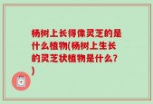 杨树上长得像灵芝的是什么植物(杨树上生长的灵芝状植物是什么？)