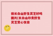 摘长白山野生灵芝好吗图片(长白山珍贵野生灵芝赏心悦目
