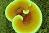 破壁灵芝孢子粉的功效与主治功能，你都知道哪些？