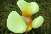 灵芝孢子粉可以长期吃吗？你真的知道吗？