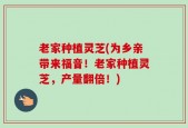 老家种植灵芝(为乡亲带来福音！老家种植灵芝，产量翻倍！)