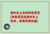 腐木头上长的灰色灵芝(灰色灵芝在腐木头上生长，具有药用价值)