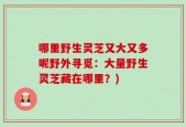 哪里野生灵芝又大又多呢野外寻觅：大量野生灵芝藏在哪里？)