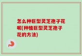 怎么种巨型灵芝孢子花呢(种植巨型灵芝孢子花的方法)