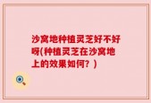 沙窝地种植灵芝好不好呀(种植灵芝在沙窝地上的效果如何？)