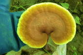 灵芝孢子粉伤肝还是护肝？消化科室的专家是这么说的