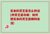 买来的灵芝苗怎么种活(种灵芝苗攻略：如何使买来的灵芝苗顺利成活)
