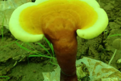 灵芝孢子粉对胃病有效果吗？居然还有这种说法