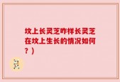 坟上长灵芝咋样长灵芝在坟上生长的情况如何？)