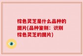 棕色灵芝是什么品种的图片(品种鉴别：识别棕色灵芝的图片)