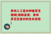 贵州人工室内种植灵芝视频(视频呈现：贵州灵芝在室内的生长状态)