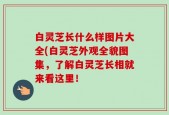 白灵芝长什么样图片大全(白灵芝外观全貌图集，了解白灵芝长相就来看这里！