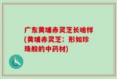 广东黄埔赤灵芝长啥样(黄埔赤灵芝：形如珍珠般的中药材)