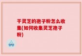 干灵芝的孢子粉怎么收集(如何收集灵芝孢子粉)