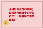 介绍野生灵芝的视频(探索神秘森林中的野生灵芝：一场自然之美的盛宴)