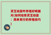 灵芝幼苗咋养殖好呢图片(如何培育灵芝幼苗：简单易行的养殖技巧)