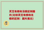 灵芝有根和没根区别图片(比较灵芝有根和无根的区别：图片展示)
