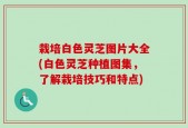 栽培白色灵芝图片大全(白色灵芝种植图集，了解栽培技巧和特点)