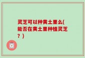 灵芝可以种黄土里么(能否在黄土里种植灵芝？)