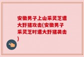 安徽男子上山采灵芝遭大野猪攻击(安徽男子采灵芝时遭大野猪袭击)