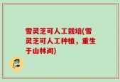 雪灵芝可人工栽培(雪灵芝可人工种植，重生于山林间)