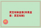 灵芝石斛盆景(珍贵盆景：灵芝石斛)