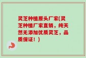 灵芝种植原头厂家(灵芝种植厂家直销，纯天然无添加优质灵芝，品质保证！)