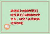 胡杨树上的树舌灵芝(树舌灵芝在胡杨树林中生长，研究人员发现其功效独特)