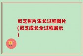 灵芝照片生长过程图片(灵芝成长全过程展示)