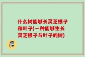 什么树能够长灵芝根子和叶子(一种能够生长灵芝根子与叶子的树)