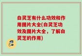 白灵芝有什么功效和作用图片大全(白灵芝功效及图片大全，了解白灵芝的作用)