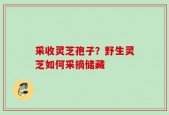 采收灵芝孢子？野生灵芝如何采摘储藏