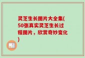 灵芝生长图片大全集(50张真实灵芝生长过程图片，欣赏奇妙变化)