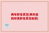 两年野生灵芝(两年后的珍贵野生灵芝收获)