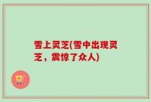 雪上灵芝(雪中出现灵芝，震惊了众人)