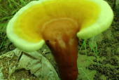灵芝孢子粉能长期服用吗？居然是这种原因！