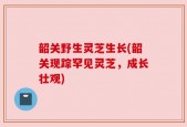 韶关野生灵芝生长(韶关现踪罕见灵芝，成长壮观)