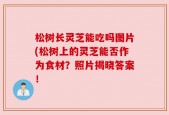 松树长灵芝能吃吗图片(松树上的灵芝能否作为食材？照片揭晓答案！