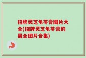 招牌灵芝龟苓膏图片大全(招牌灵芝龟苓膏的最全图片合集)