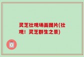 灵芝壮观场面图片(壮观！灵芝群生之景)